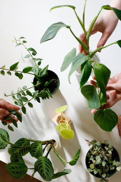 Hands of two people touching an assortment of plants and plant cuttings as though swapping plants with each other