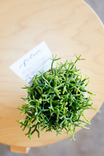 Rhipsalis small close