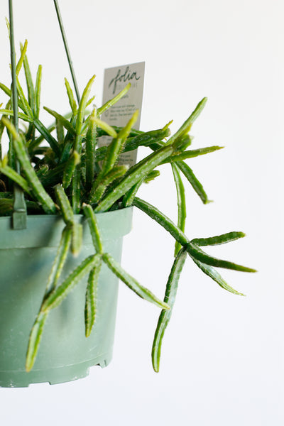 Rhipsalis close