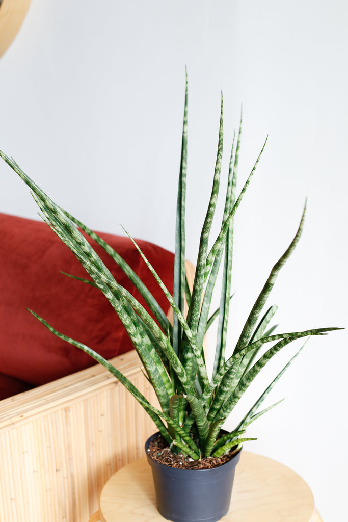 Sansevieria 'Fernwood', viewed from above with spikey green leaves that stick out in a fountain-like shape, is sitting on a wooden stool with a white wall behind it and a couch with rust colored cushions nearby.