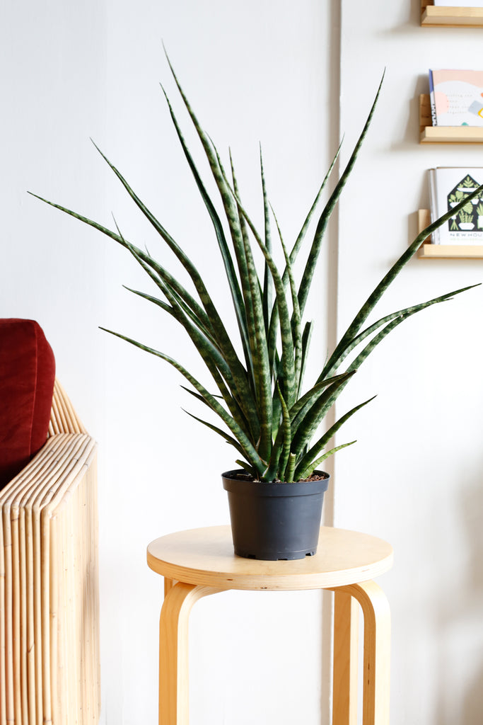 Sansevieria 'Fernwood', viewed from the side with spikey green leaves that stick out in a fountain-like shape, is sitting on a wooden stool with a white wall behind it and a couch with rust colored cushions nearby.