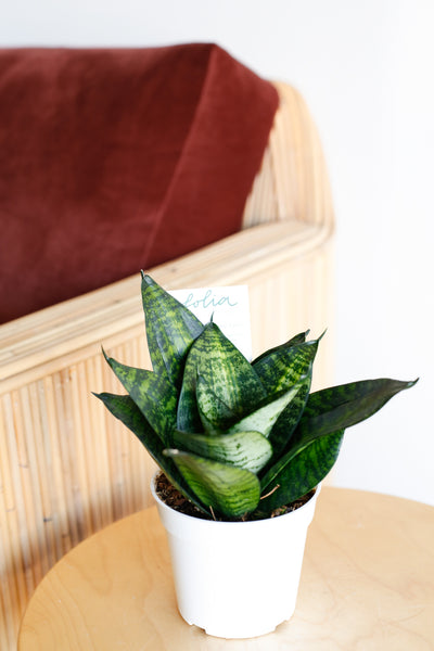 Sansevieria trifasciata hahnii side