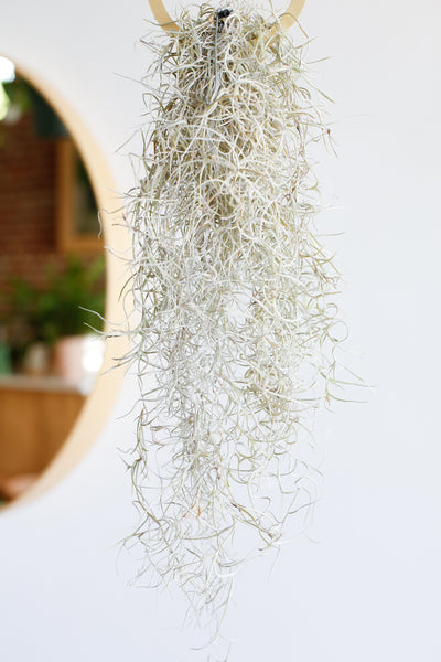 How to Care for Tillandsia Usneoides 'Spanish Moss' for Beginners -  TheArches