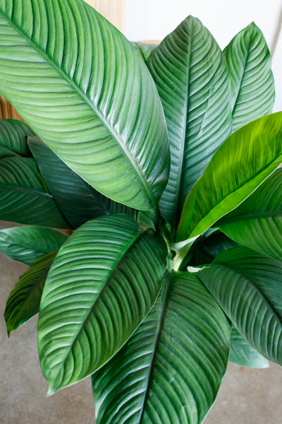 Spathiphyllum 'Sensation' close