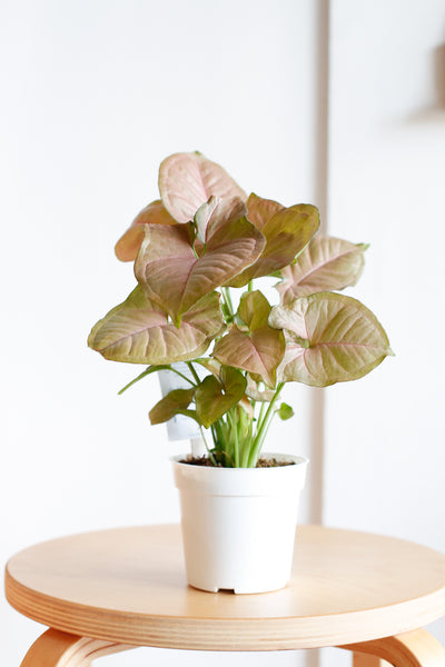 Syngonium podophyllum wide