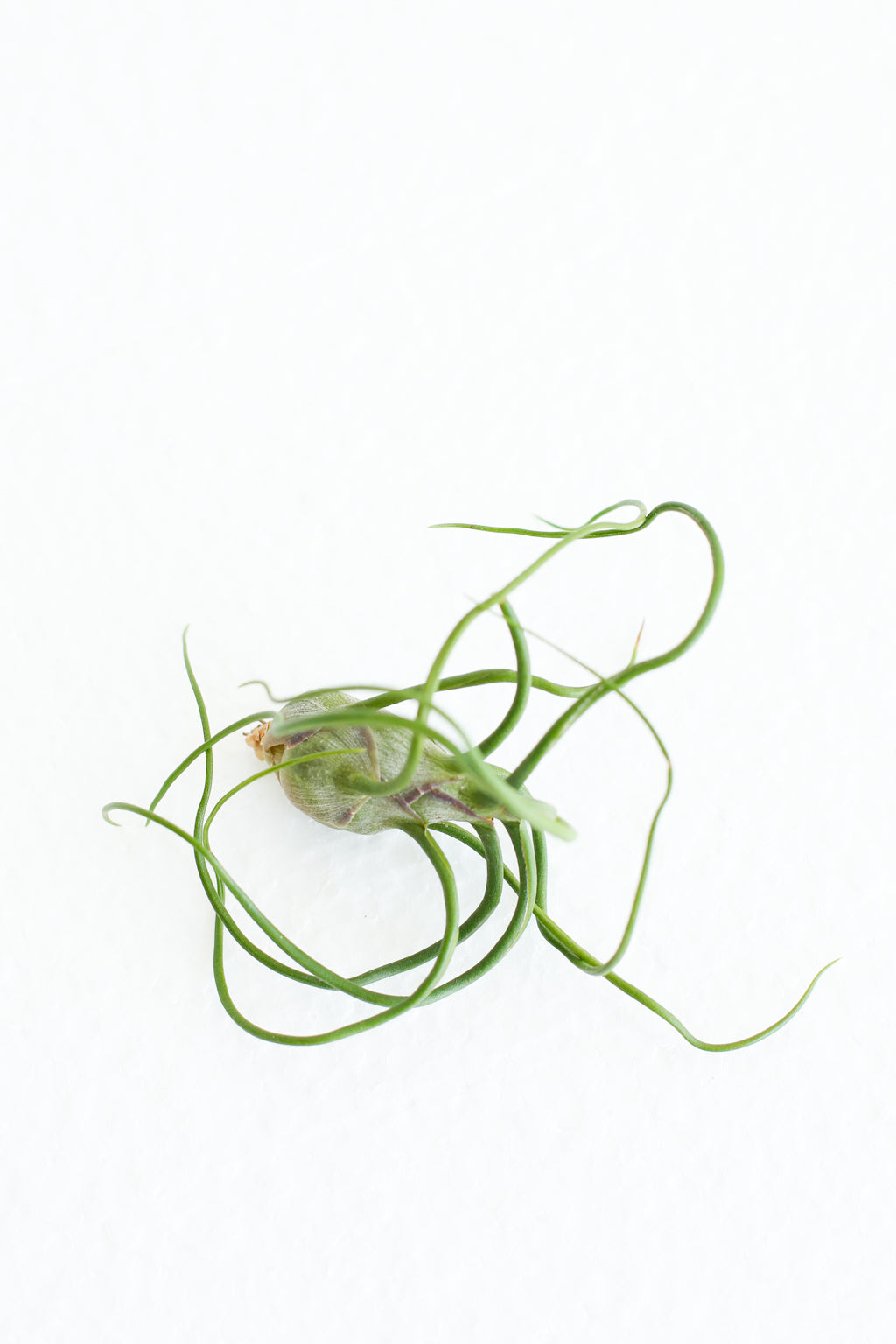 Air plant with waxy looking green leaves that twist and turn in different directions around the center of the plant