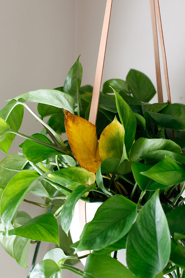 Photo-hanging Pothos plant with some yellowing leaves visible in the center, towards the base of the plant