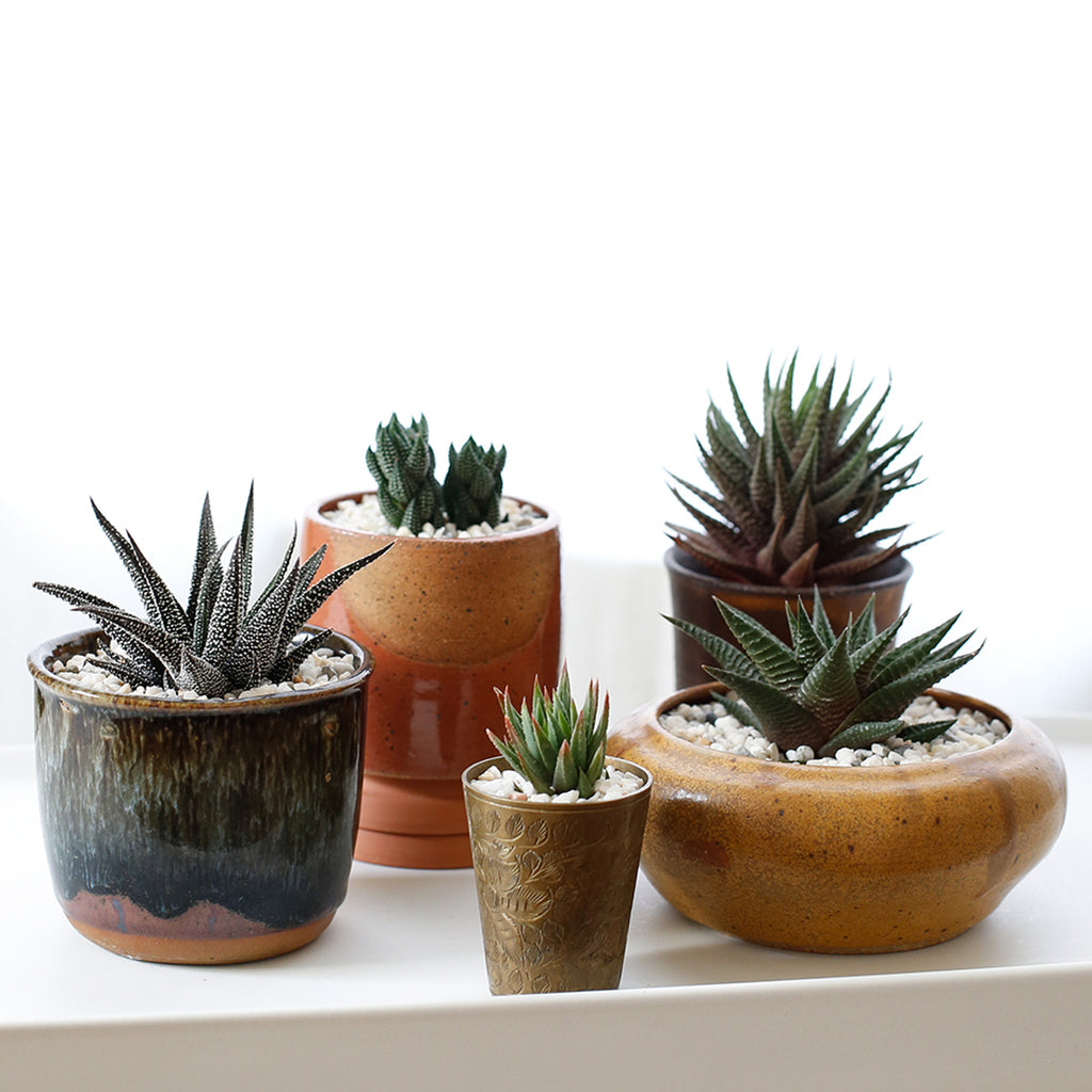 Group of 4 Haworthiopsis plants sitting on a white shelf, each inside a ceramic pot in a range of earth tone colors