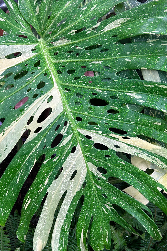 A huge, single Monstera 'Thai Constellation' leaf with patches of white and white speckles all over, as well as splits & holes characteristic of Monsteras..