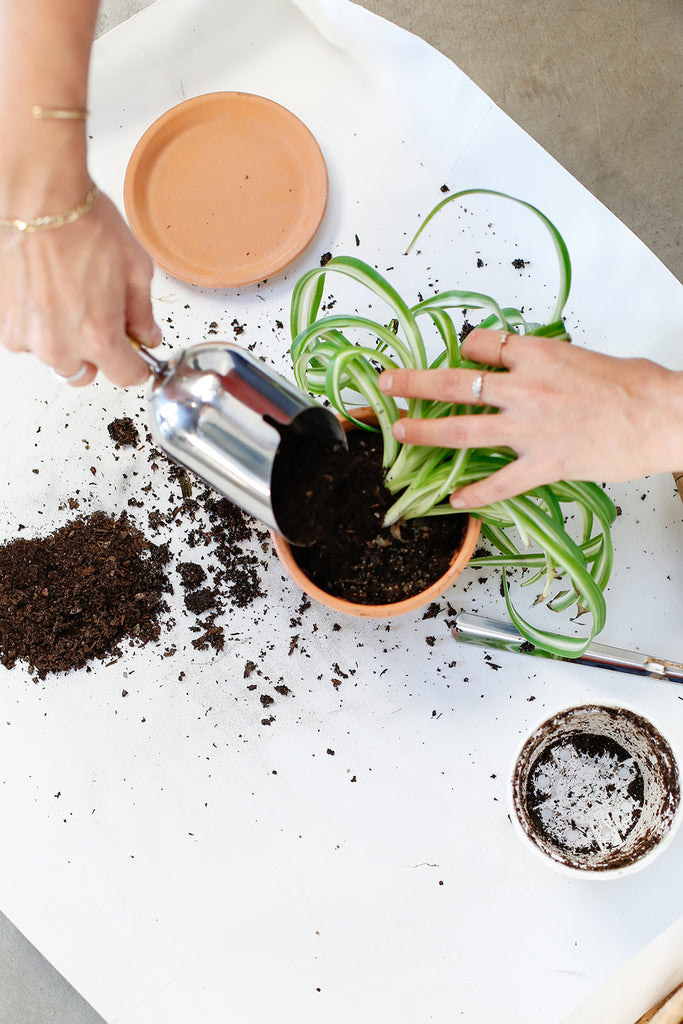 Hands shown repotting a spider plant with curly green & white leaves. Potting soil and tools are scattered around the plant and pot. 