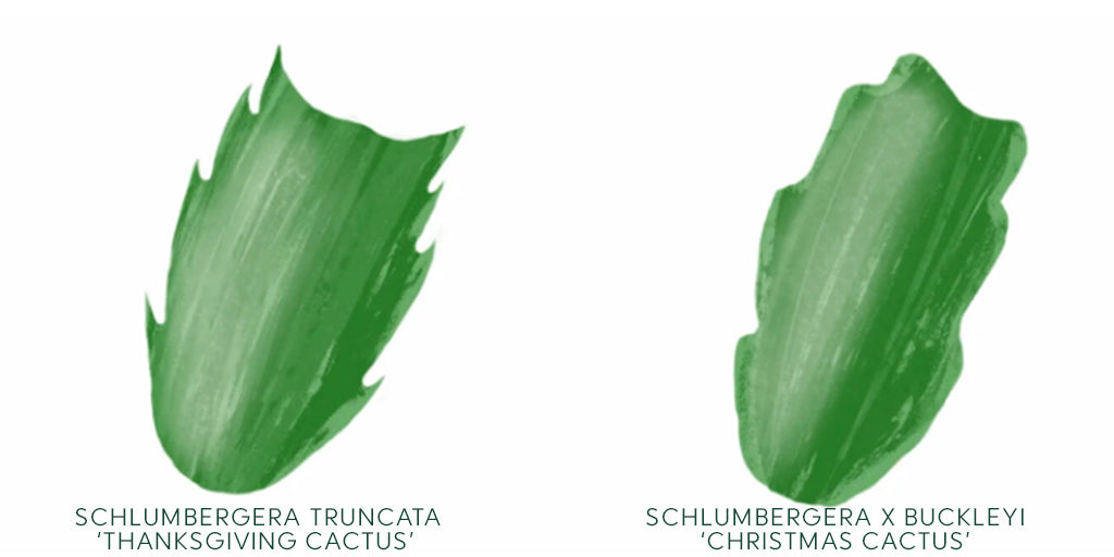 Illustration from Gardening Know How site, of Schlumbergera leaves- Thanksgiving has little points on the edges, while Christmas is more rounded