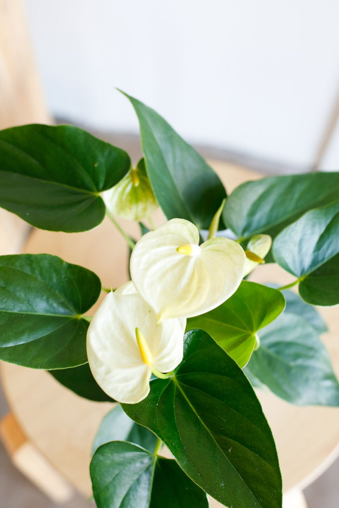 Anthurium white