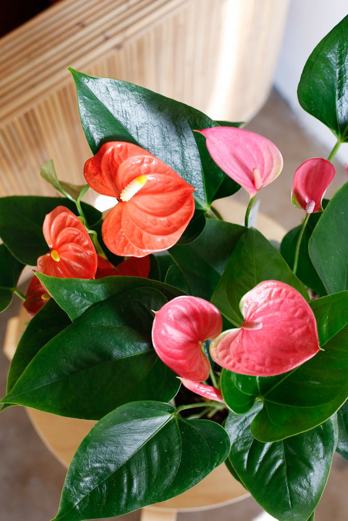 Anthurium close