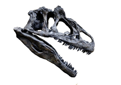 Allosaurus skull