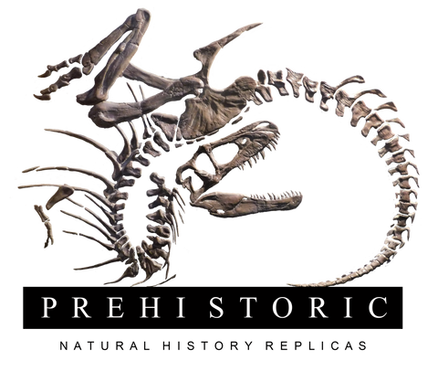 Prehistoric Planet Store - Replica fossils including dinosaurs like T. rex,  Triceratops, and more!