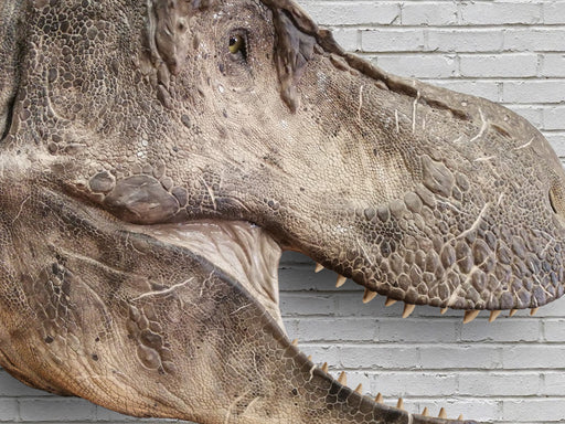 Maryland Today  T. Rex's Fancy Footwork Owed to Special Ligaments,…
