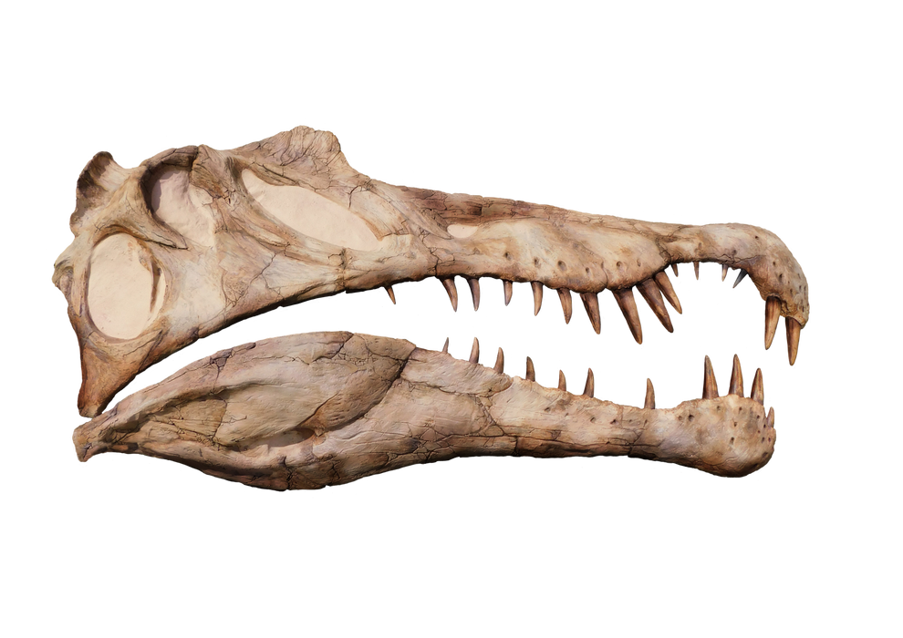 spinosaurus - Spinosaurus - Página 5 SPINOA3png_990x700