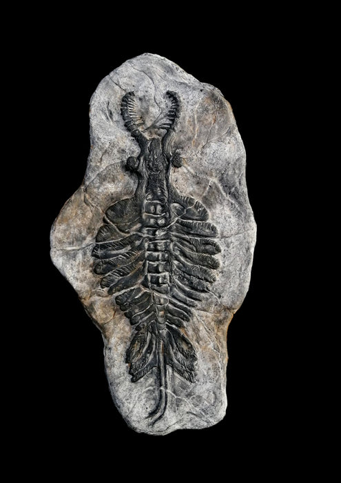 Anomalocaris Life Sized Replica ( long) — The Prehistoric Store