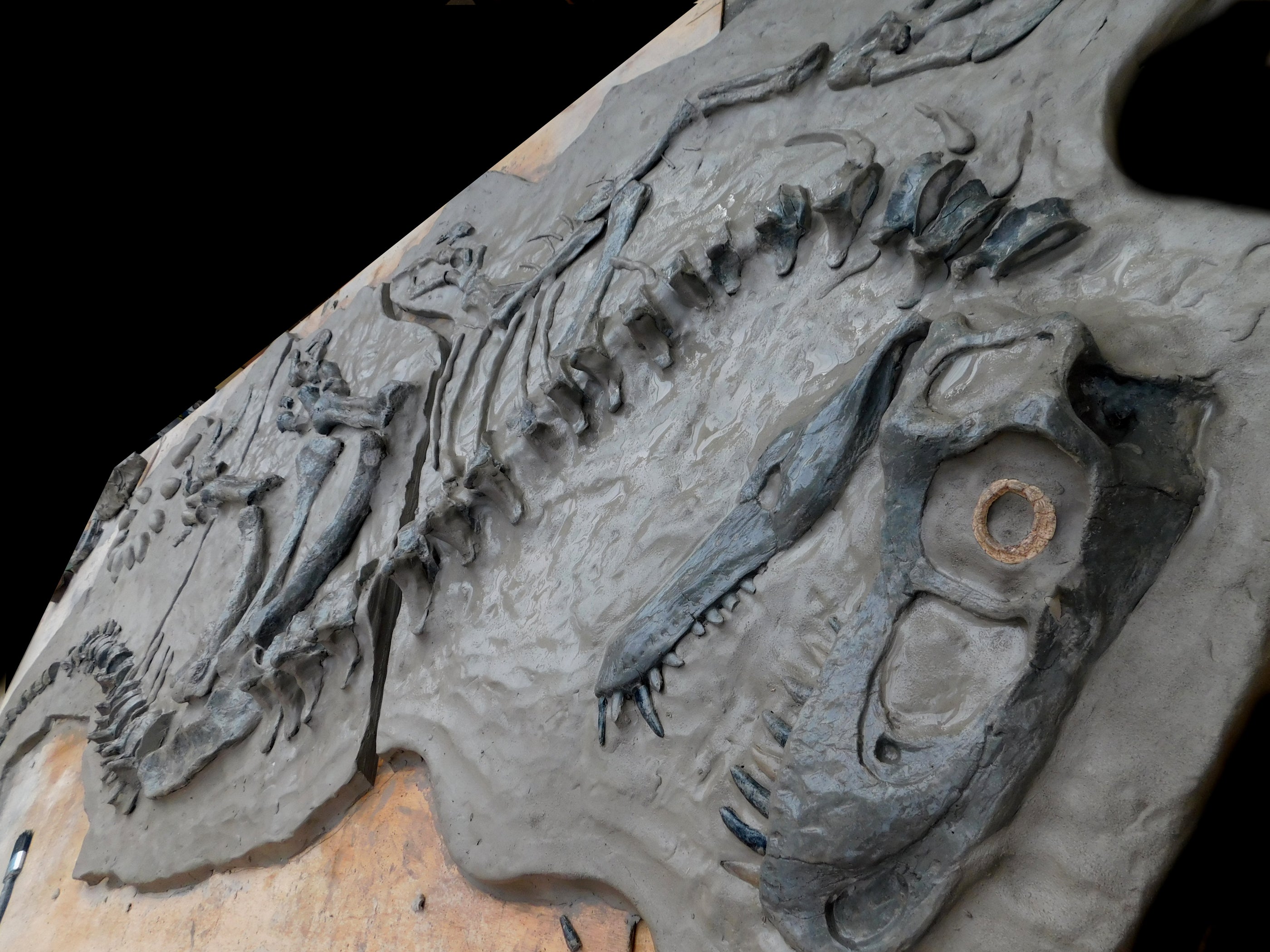 Utahraptor full Wall mountable Skeleton/Dig panel with cluster of eggs ...