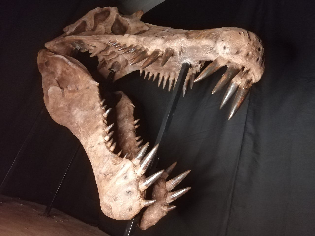 Spinosaurus Aegyptiacus Life Sized Skull — The Prehistoric Store 