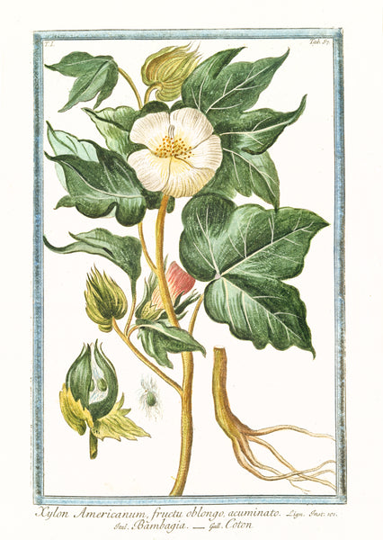 Gossypium - Botanical Drawing - Cotton Plant