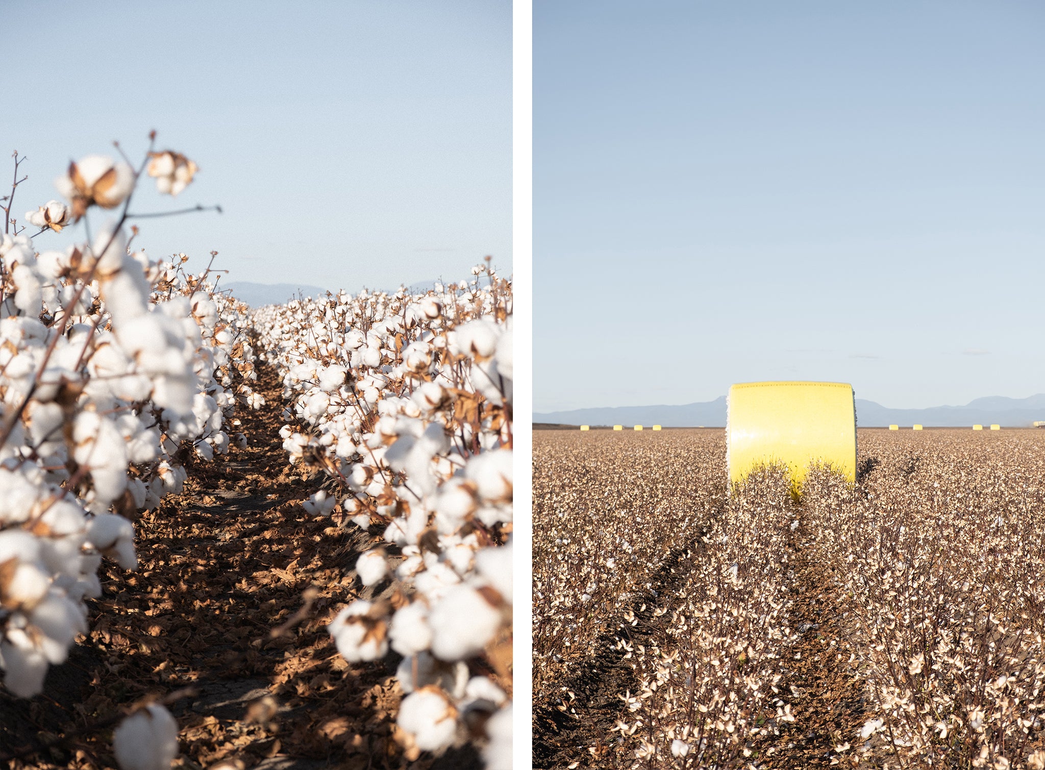A.BCH Australian Cotton Farm Visit - Cotton Bales and Cotton Plants 