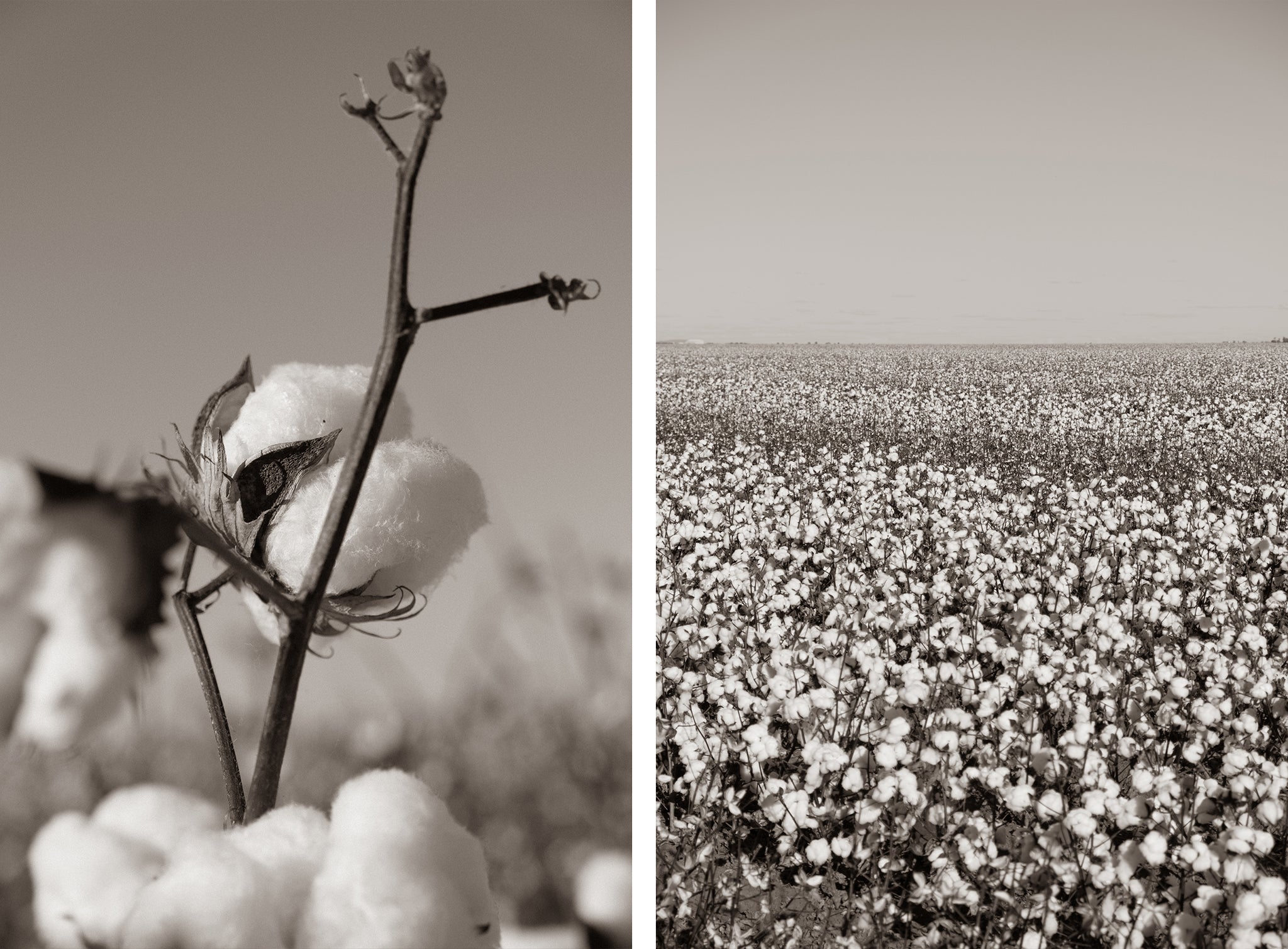 A.BCH Cotton Trip - Image of the Australian Cotton Fields