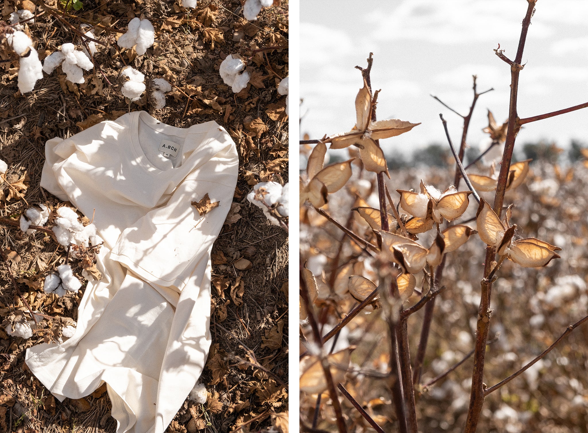 A.BCH Australian Cotton T-Shirt in the Australian cotton field