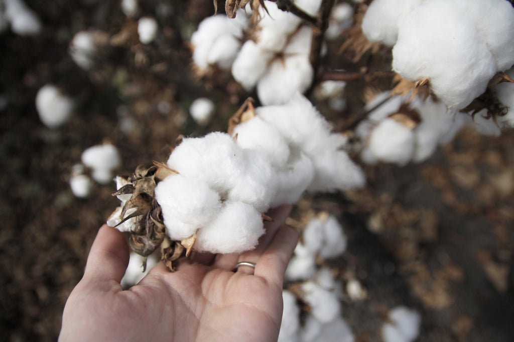 Hand Picking Cotton