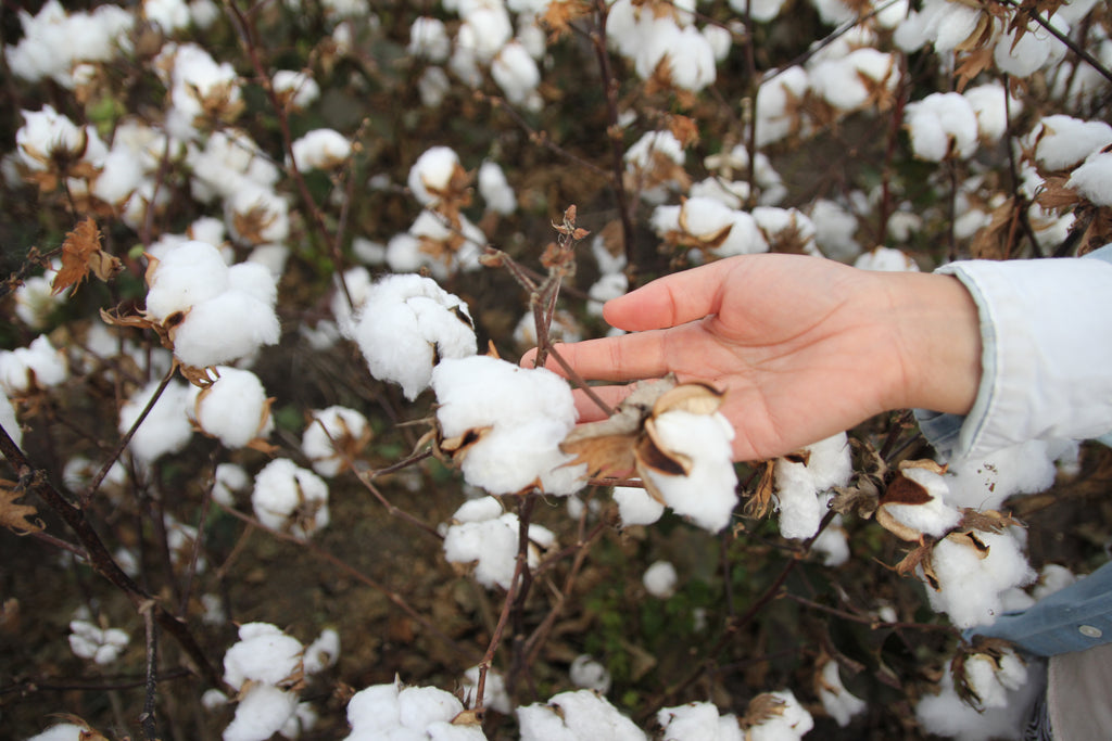 A.BCH Origin Visit. Australian Cotton Farm Auscott.