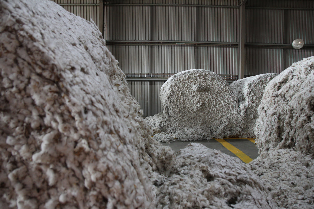 A.BCH Origin Visit to Australian Cotton Gin. Unprocessed Cotton waiting at the gin for processing