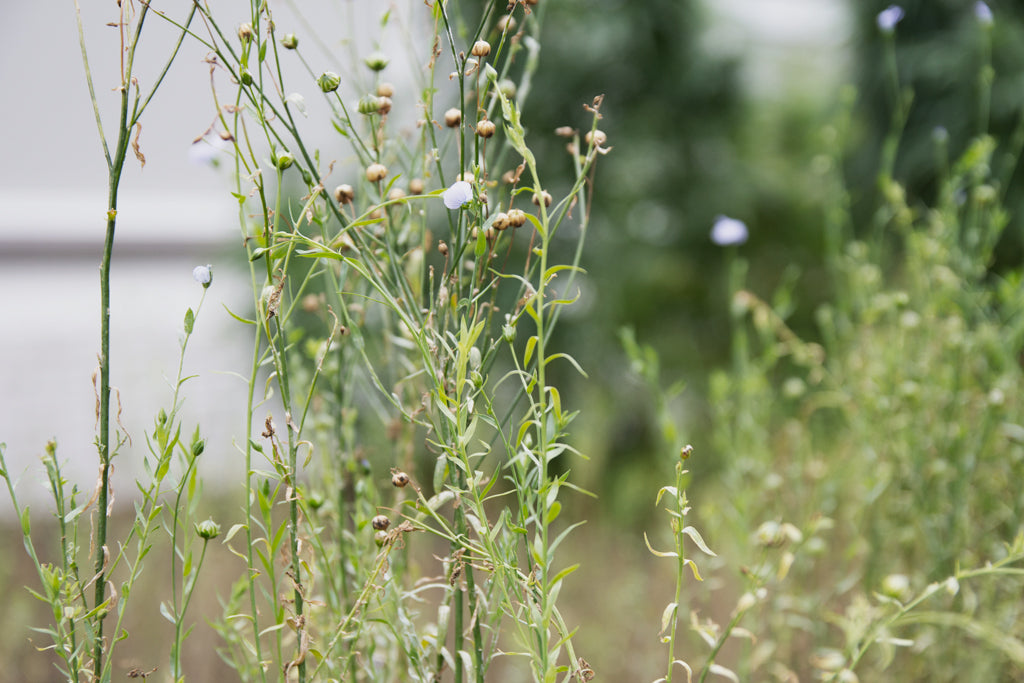 Flax Plants A.BCH