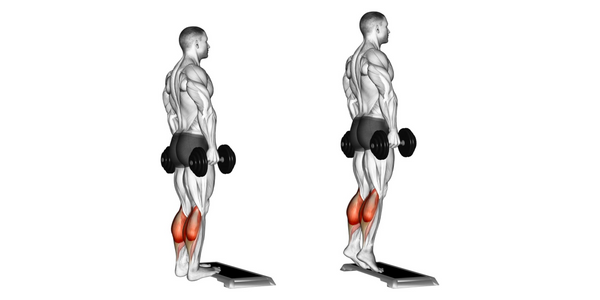 Muscles used performing calf raises