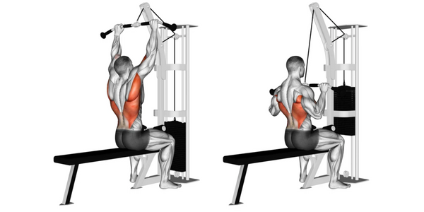 Muscles used from Lat Pull Downs