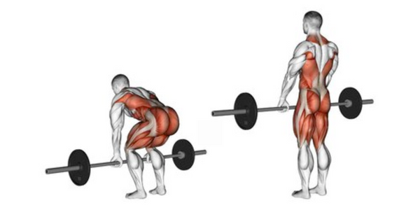Muscles used from performing a deadlift