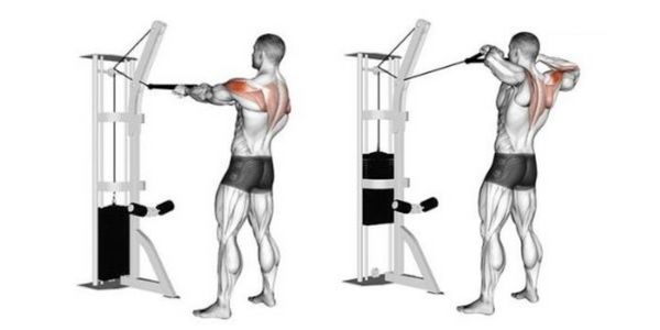 Back muscles used when performing face pulls