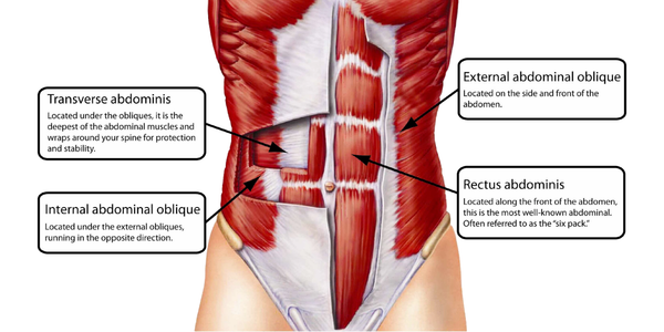 Close up of abdominal muscle groups