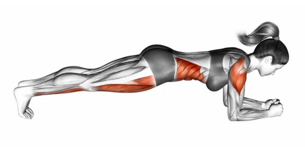 Muscles used performing a plank exercise