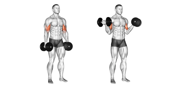 Muscles worked performing bicep curls