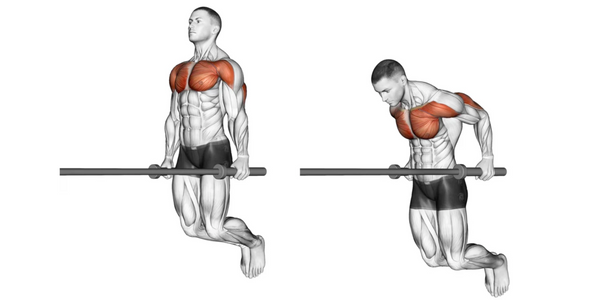 Muscles worked performing Tricep Dips