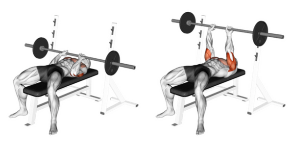 Arm muscles worked performing close-grip bench press