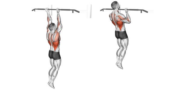 Arm muscles worked performing chin-ups / pull ups