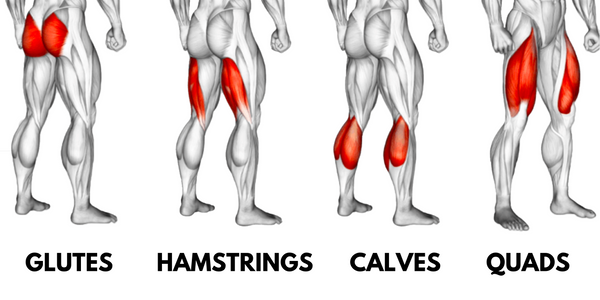 leg muscle groups