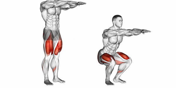 Muscles used performing squats
