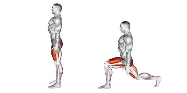 Muscles used performing lunges