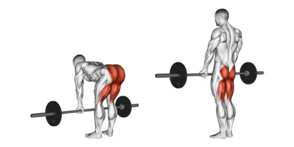 Muscles used performing deadlifts