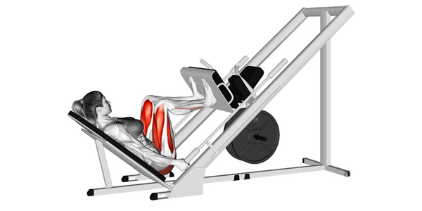 Muscles used performing leg press