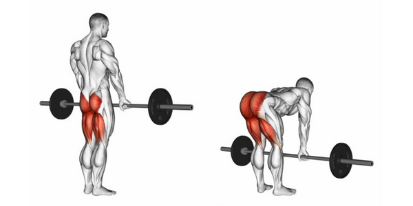 Muscles used performing Romanian deadlift