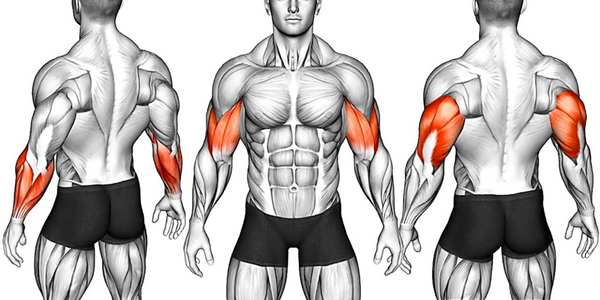 Muscle groups in arms