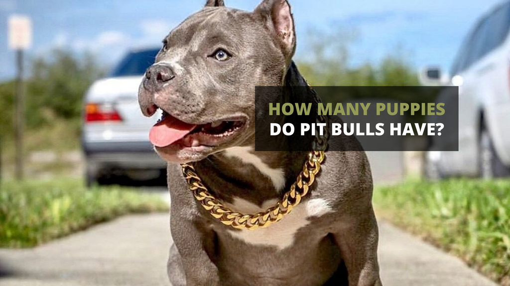 how heavy do pitbulls get